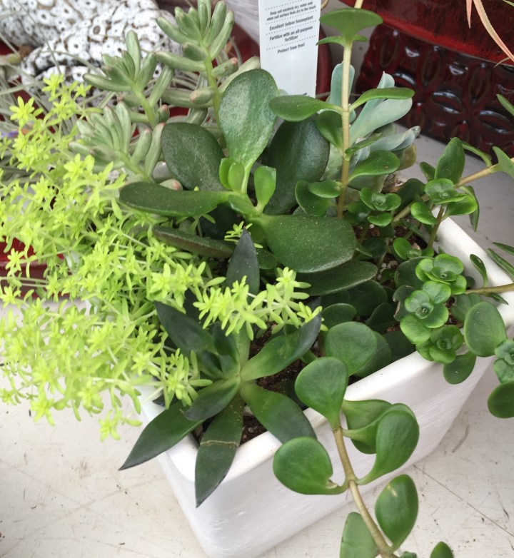 Succulants