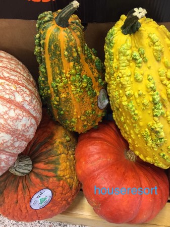 Gourds and Pumpkins