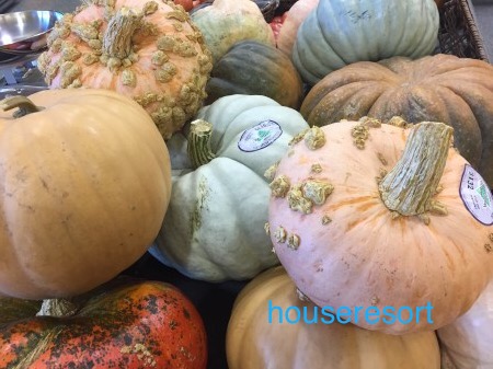 Gourds and Pumpkins