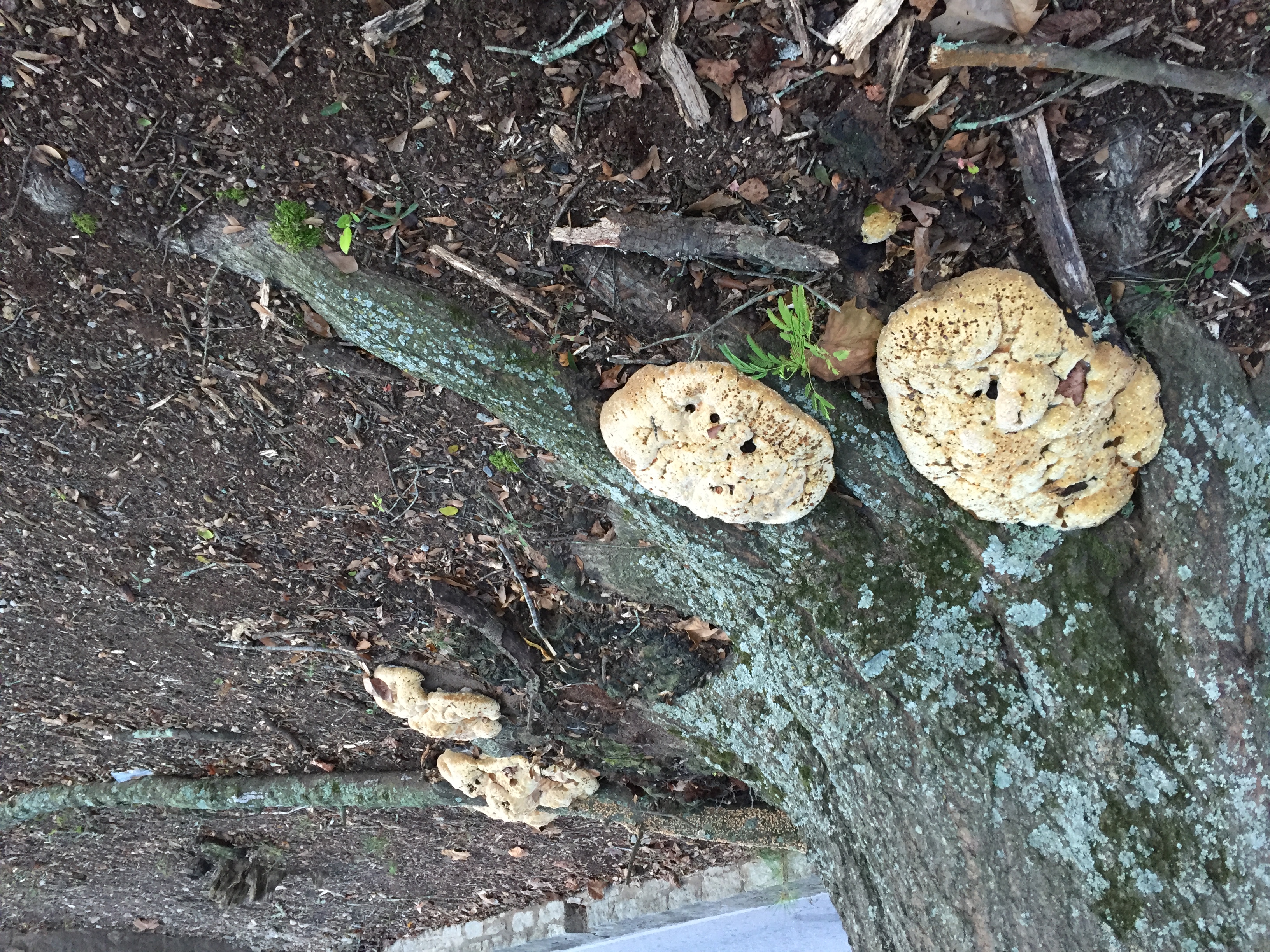 Mushrooms by an oak tree