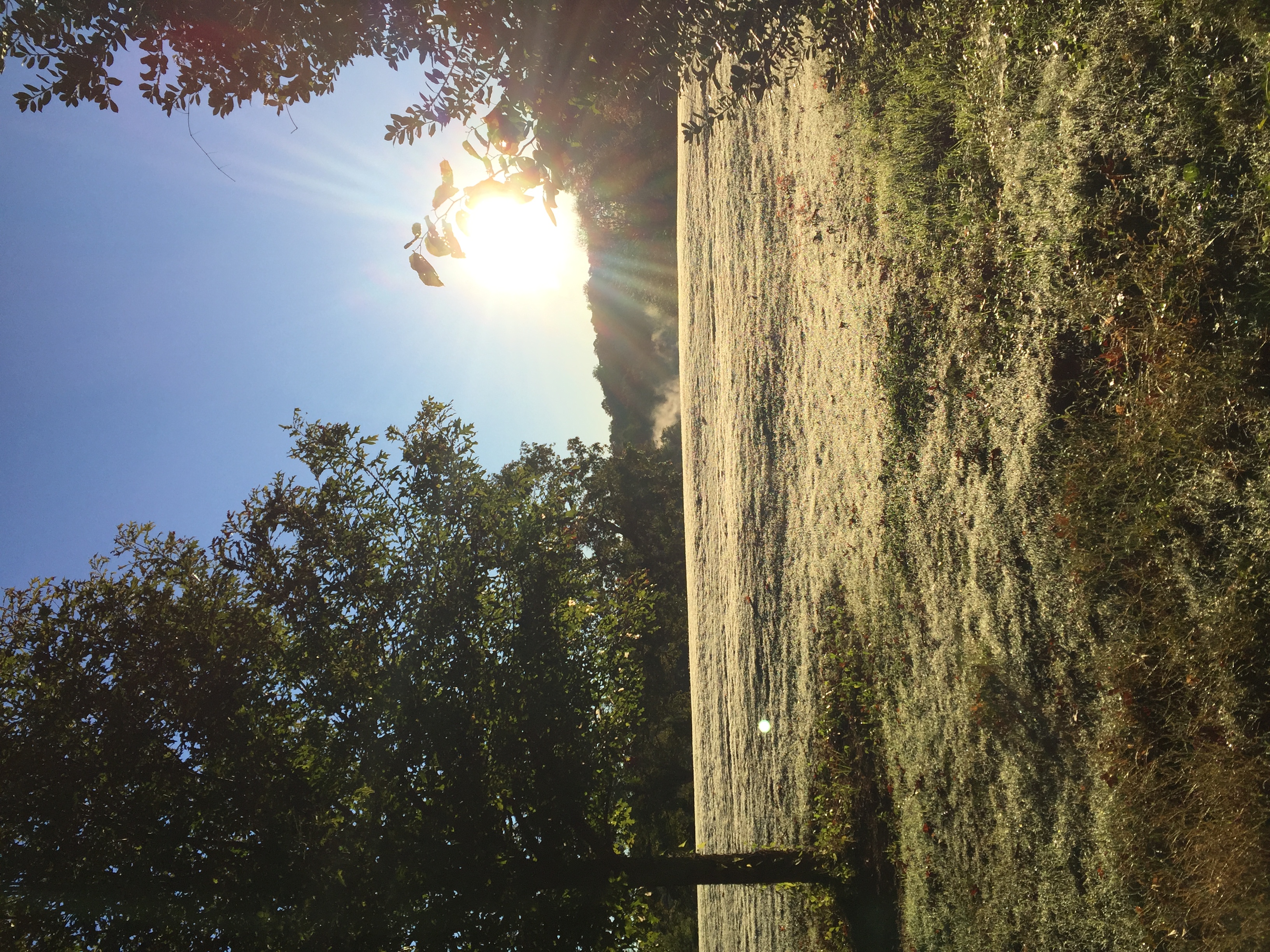 A view through the Sugar Maple trees