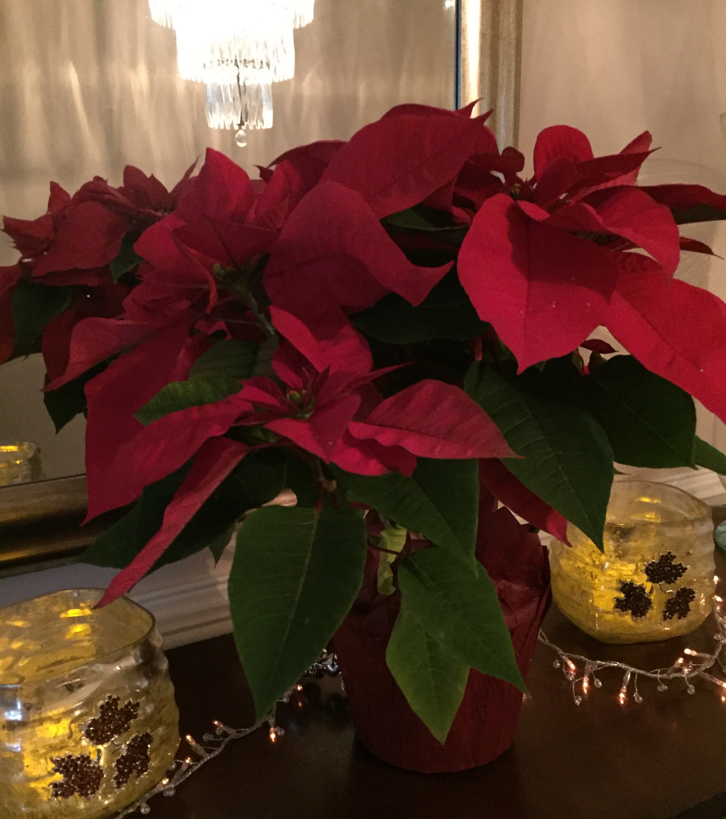 Poinsettia