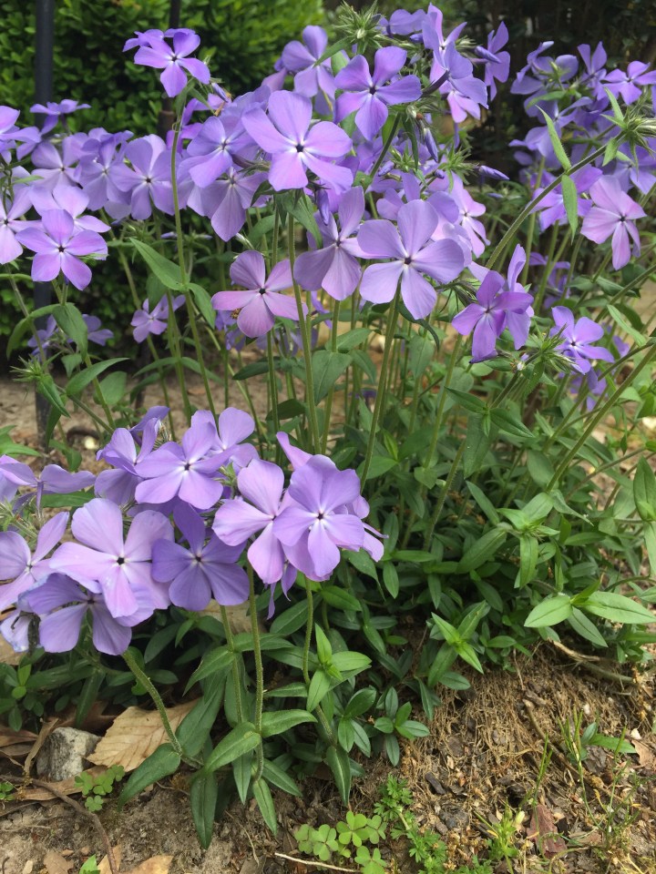 01C2367E-4EBF-4A93-BC49-1B7FA264CC69