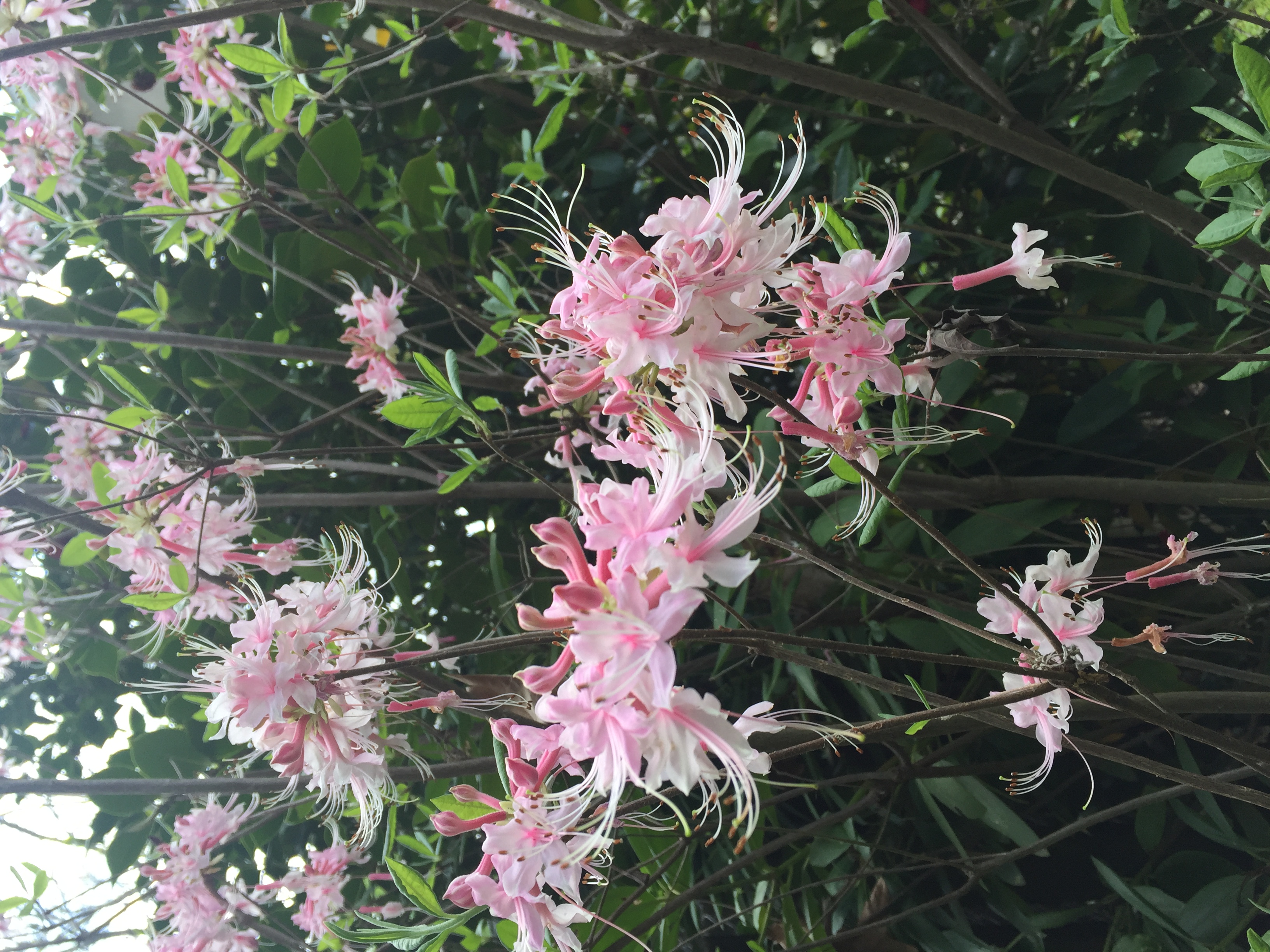 7B4A4825-CDE4-42B3-9965-8EBB405526DB