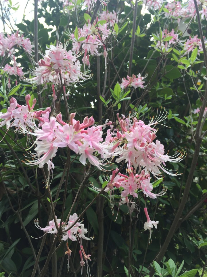 7B4A4825-CDE4-42B3-9965-8EBB405526DB