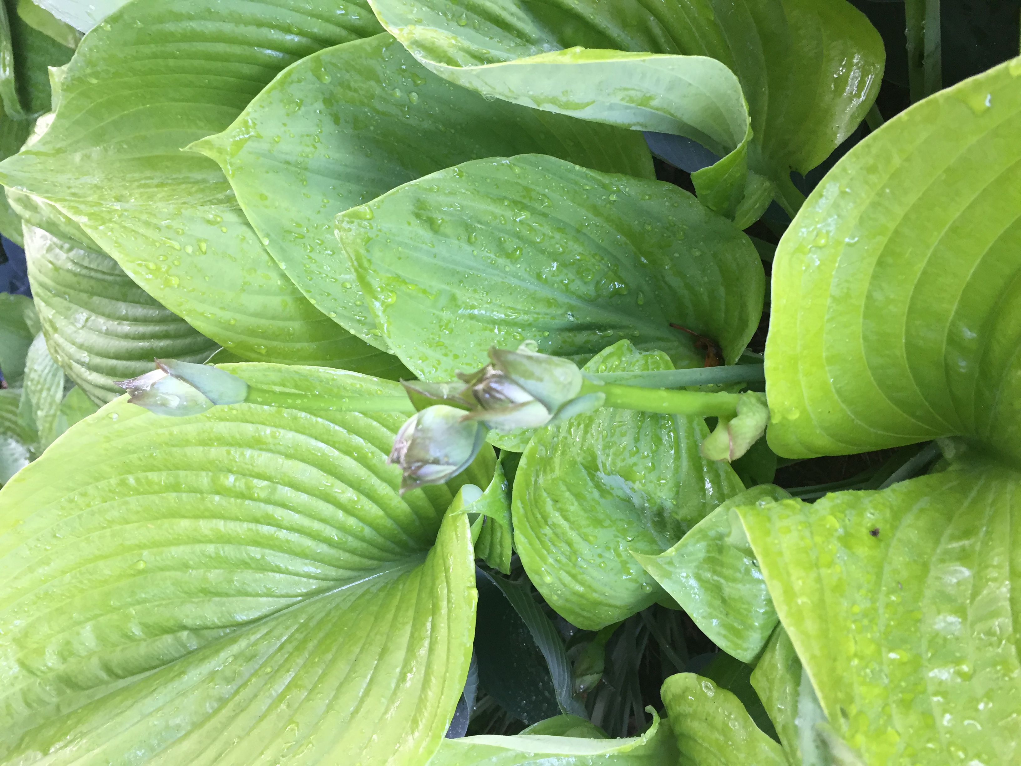 25D09274-C9E4-465D-8B10-5E9882894D3A