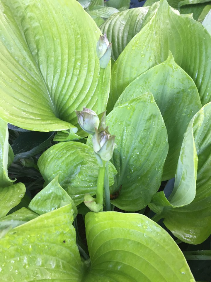 25D09274-C9E4-465D-8B10-5E9882894D3A