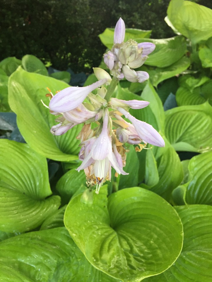 F41B36A5-7B31-48FD-B749-330692FE3DC3