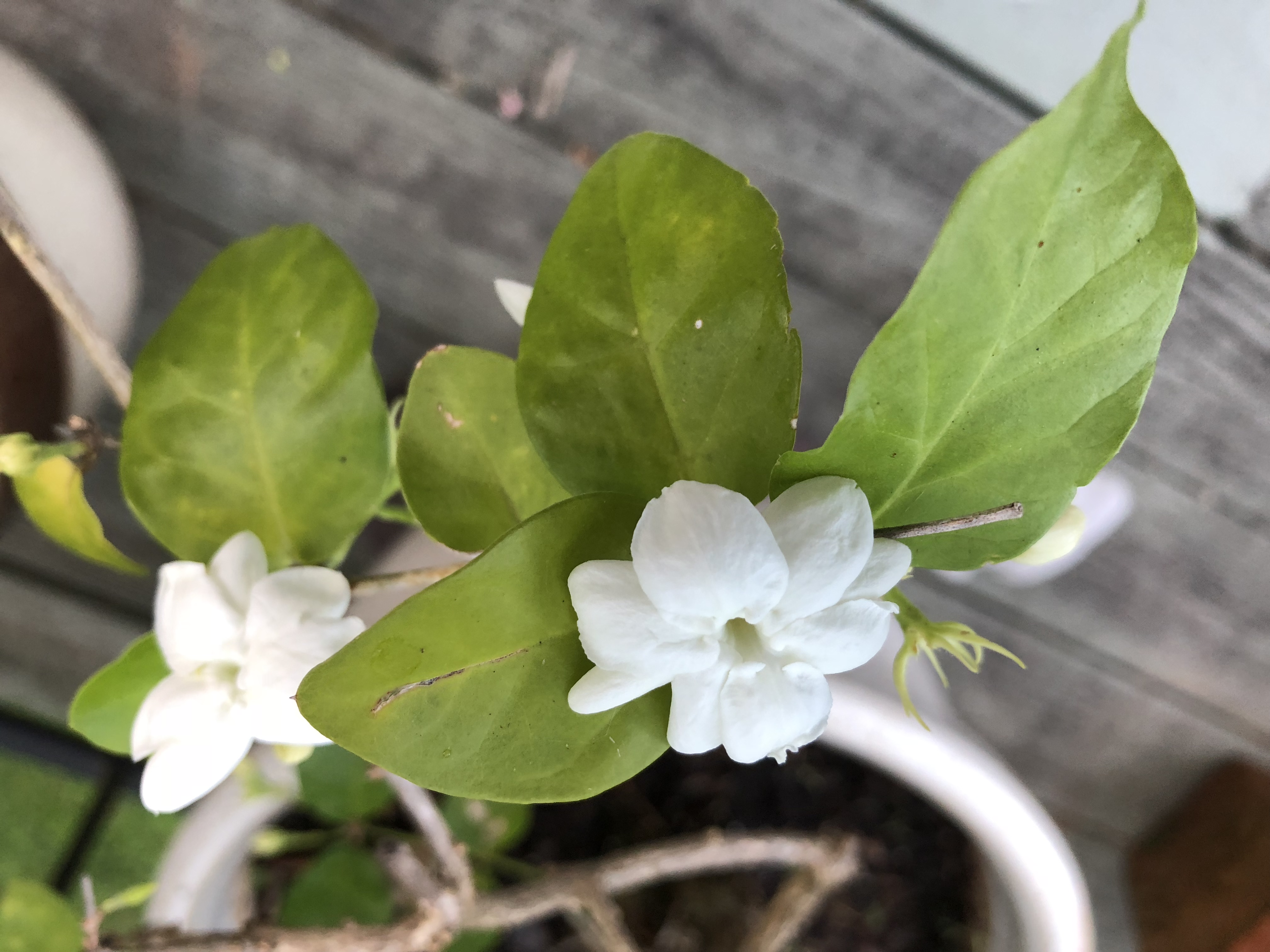 39D029BB-F247-4AFA-BB41-696D109A60C1