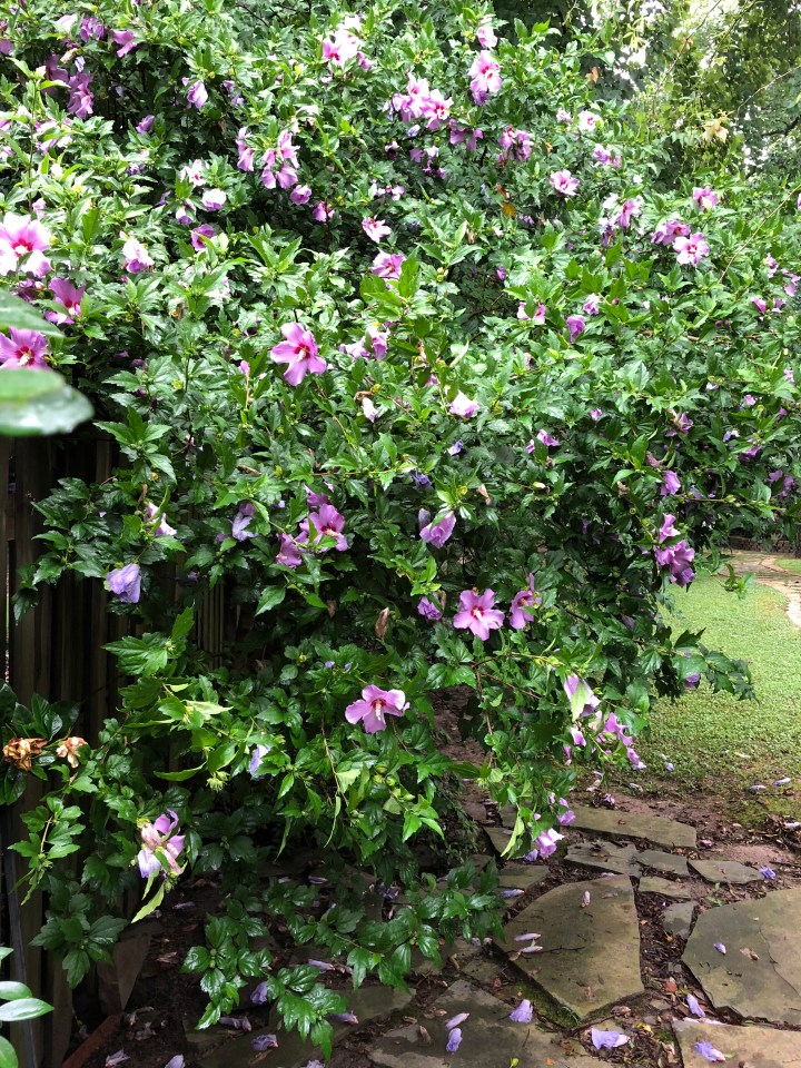 BA5108C5-C04D-4491-8F6A-B76ABADB71B7