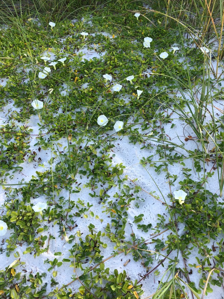 3E8C592B-9403-4B37-9CA7-BB9E4943F5FD