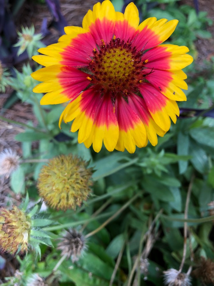 61AD4831-DDE2-4267-BCAE-BFD1AE27B17B