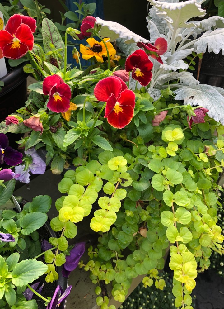 66205ECB-E7D1-4CE3-BAB8-C573F2C18673