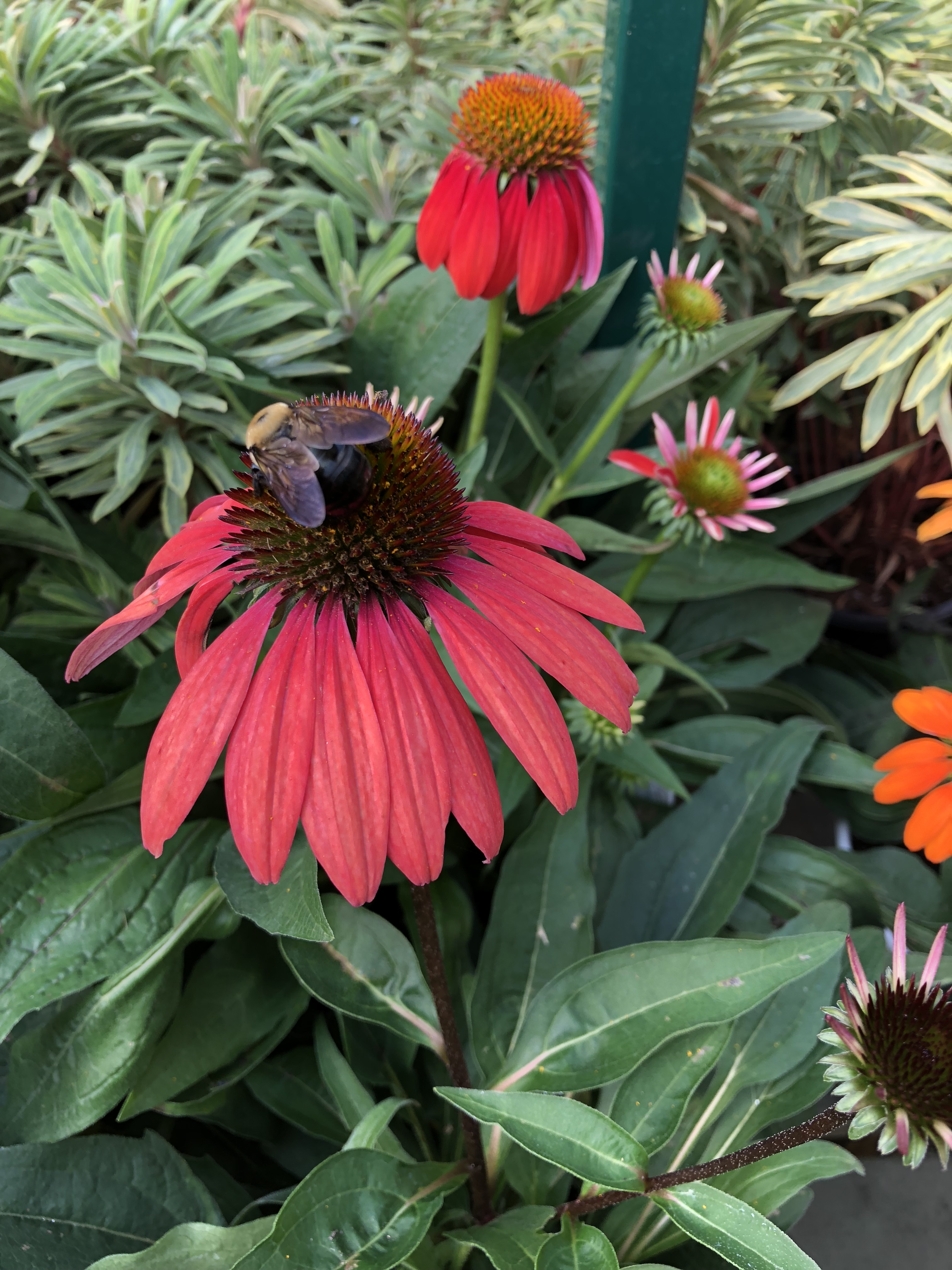 C7B4CD47-6BB7-48E3-87E1-B06776F2E5DB