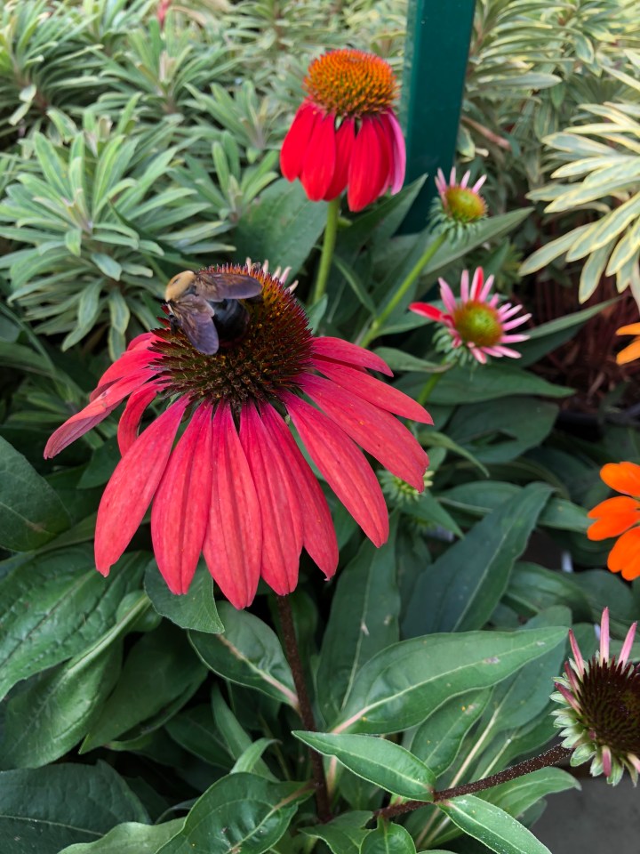 C7B4CD47-6BB7-48E3-87E1-B06776F2E5DB