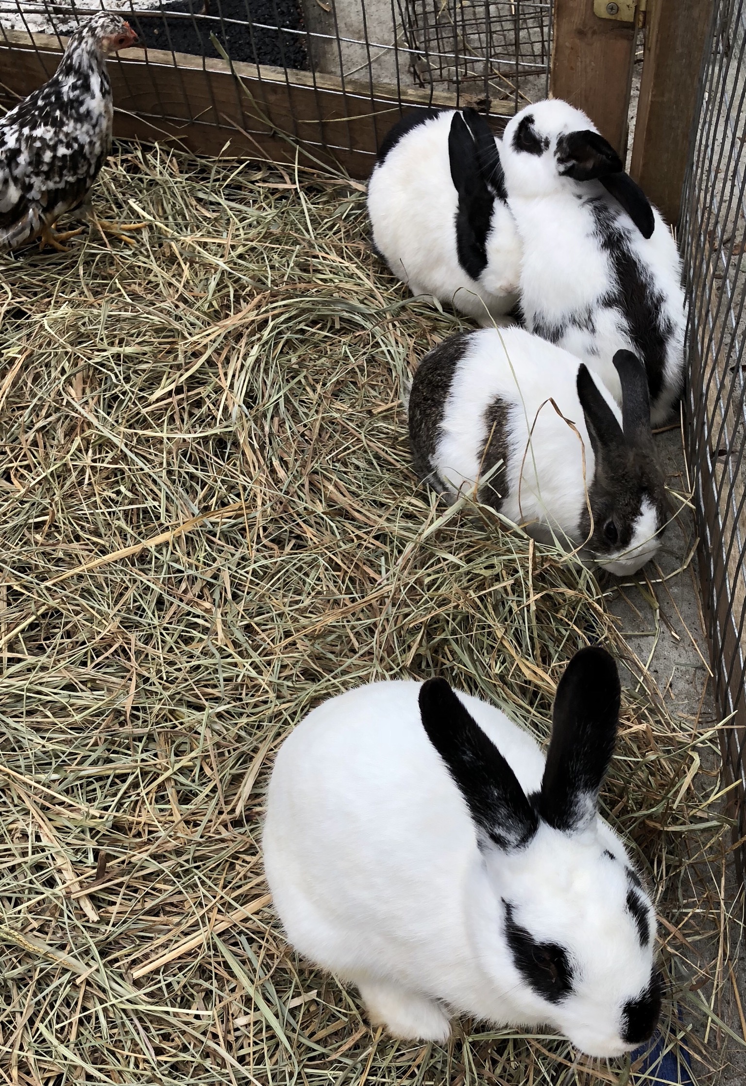 9A5F7346-0BD0-40AF-8966-0DF2B1A54A58