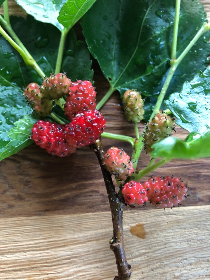 1D1F88E5-C57C-45D5-B6A1-C00C4E196A05