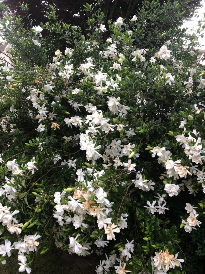 6AC6DFCF-4C81-479F-9FF6-3BB5D087CD2D