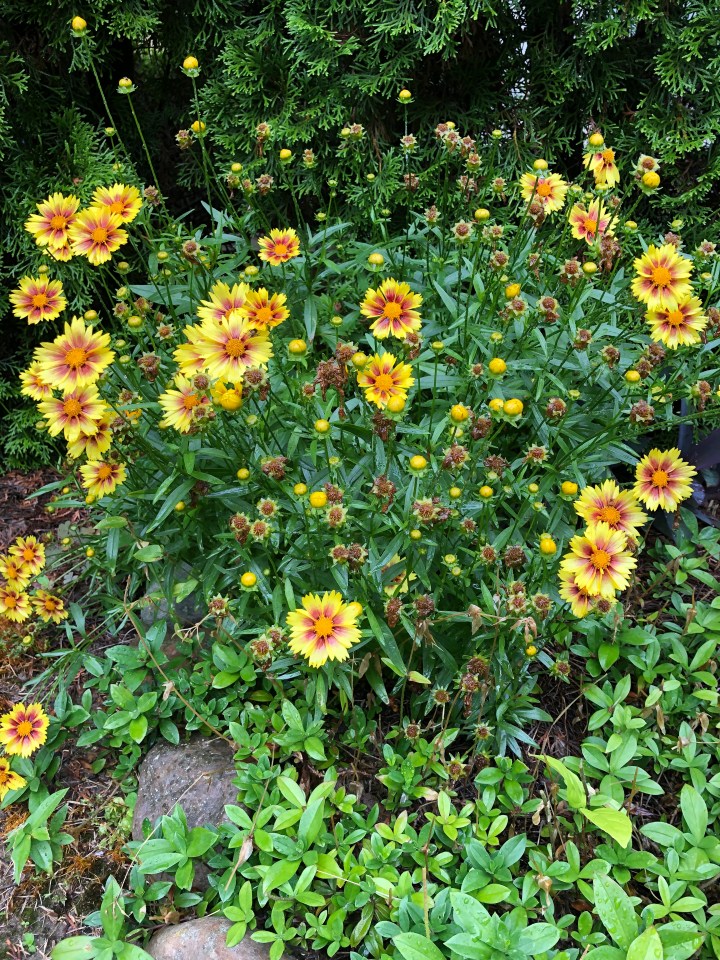 E094BBF7-07C6-49FF-BB01-A6549CF2B6EC