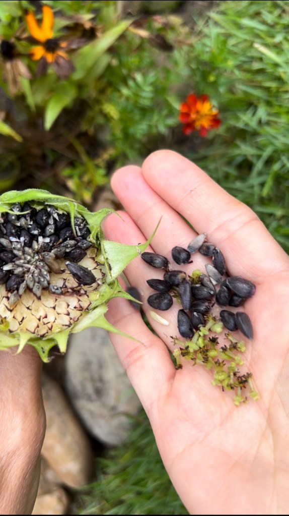 Sumflower seeds